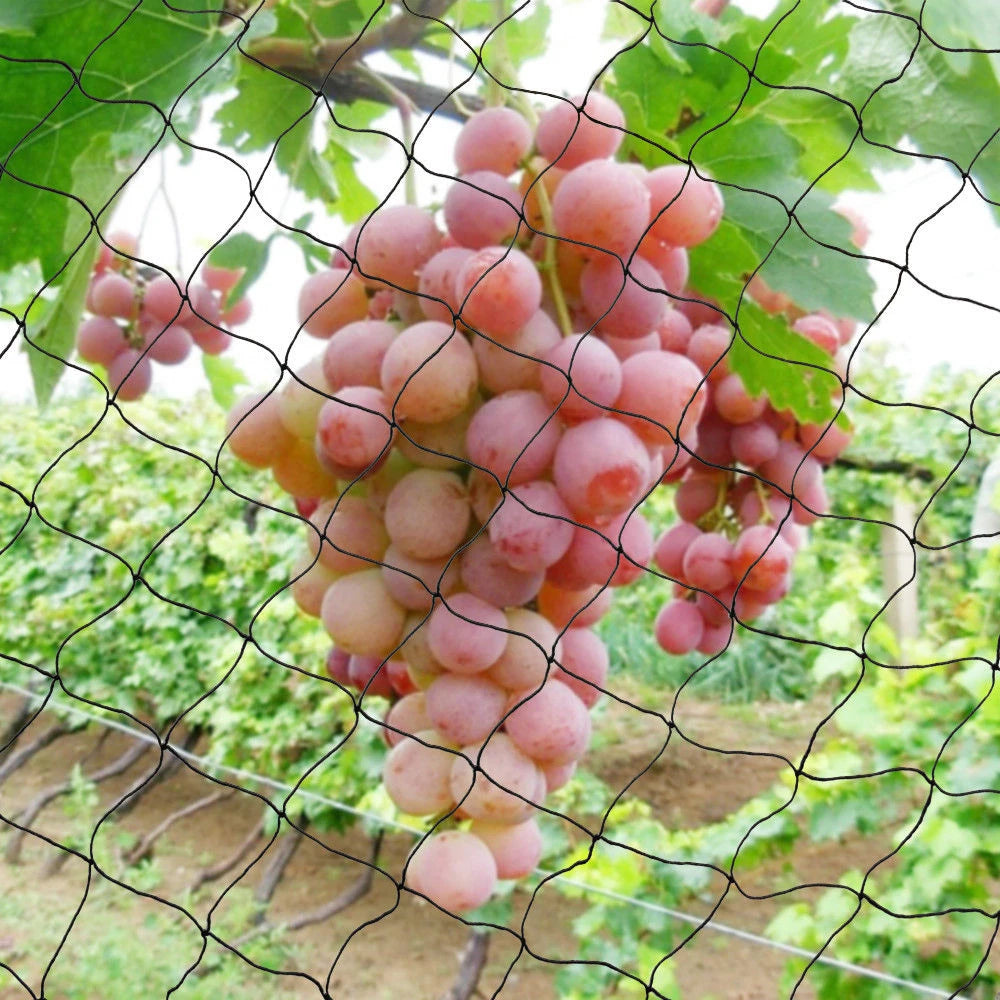 100" x 50" Anti Bird Netting Mesh Nylon For Fruit Crop