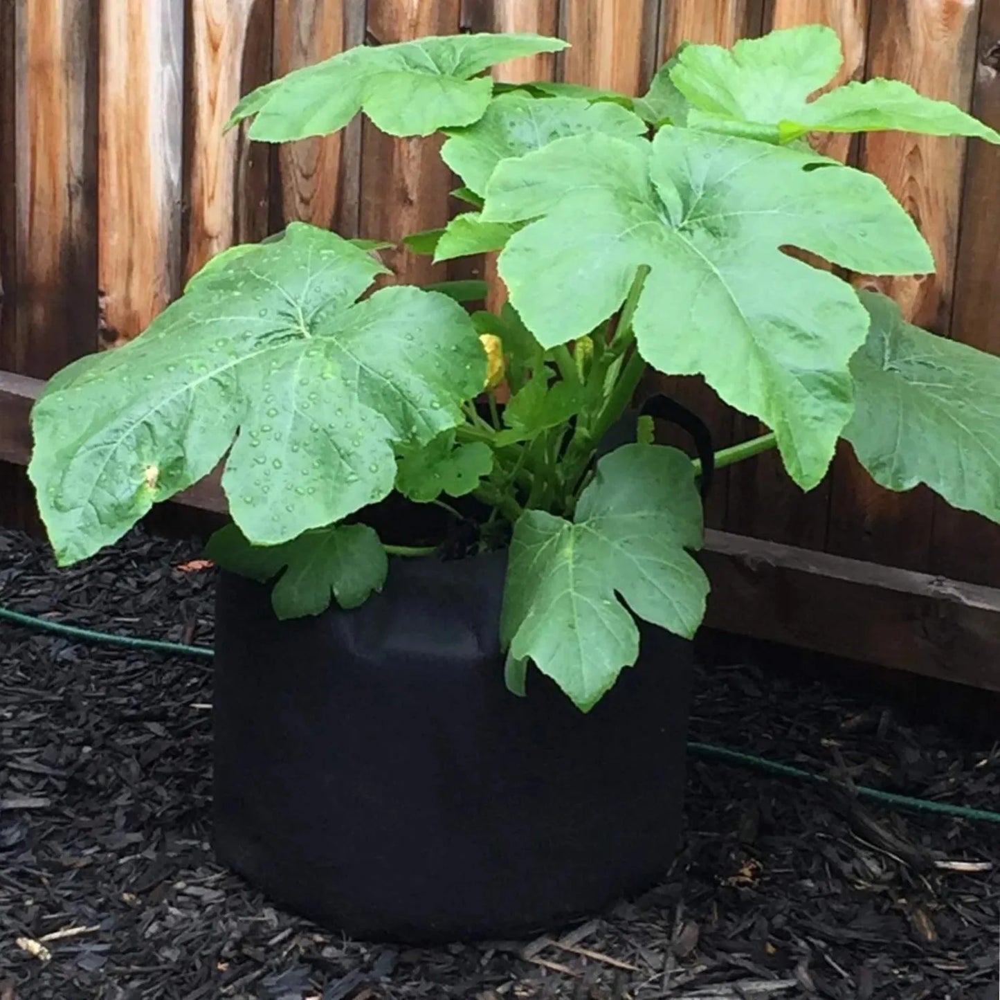 5 Gallon Grow Bags With Handles