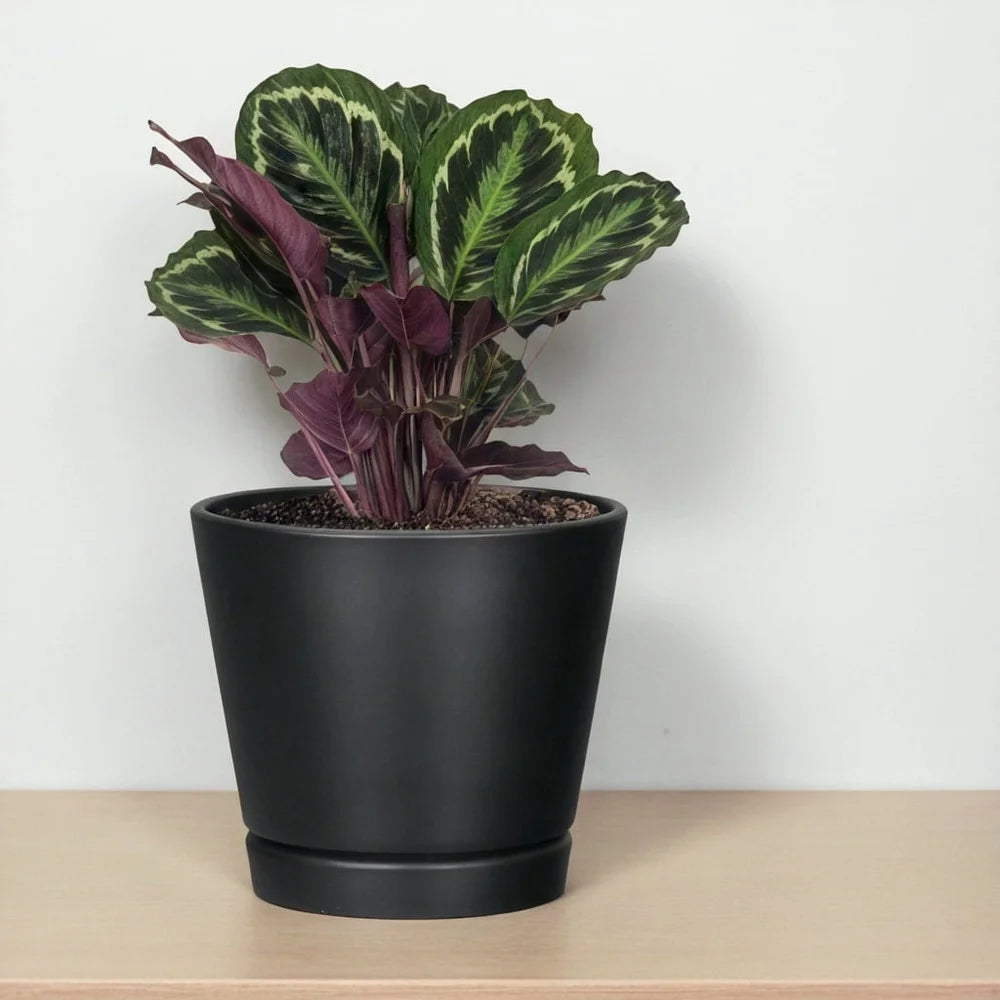 Planter with Attached Saucer Indoor Outdoor 8 Inch