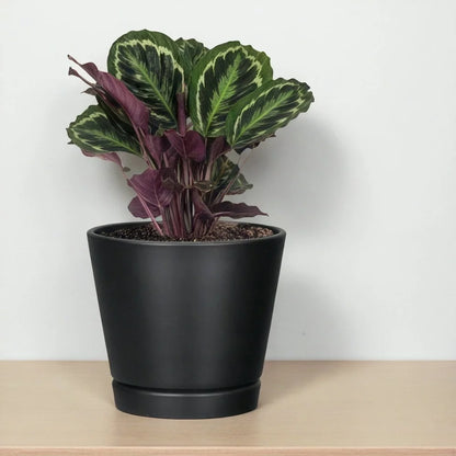 Planter with Attached Saucer Indoor Outdoor 8 Inch