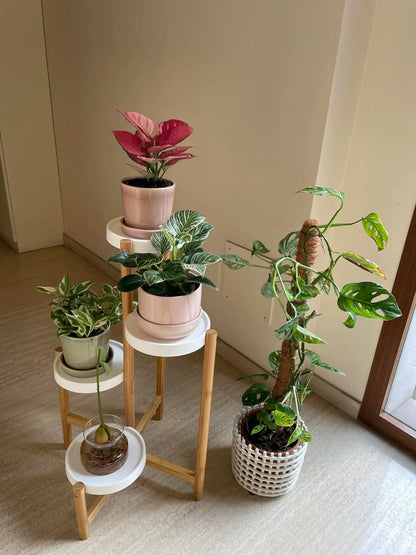 4 Tier Plant Display Shelf Stand Bamboo Plant Rack